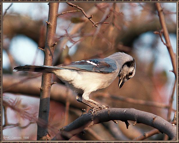 CassinoPhoto-Nov j02-Blue Jay-perching on tree.jpg