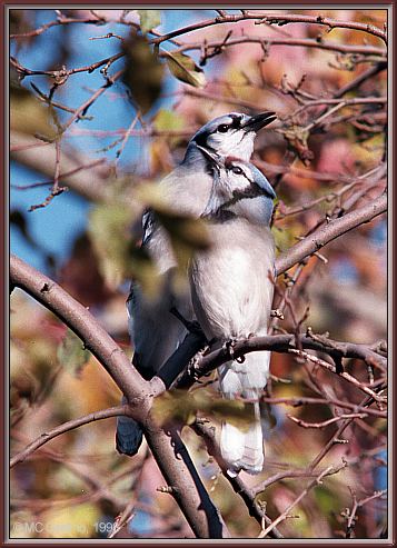 CassinoPhoto-Nov j03-Blue Jays-pair sing on tree.jpg