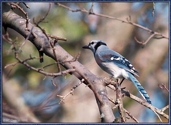 CassinoPhoto-Nov j04-Blue Jay-perching on tree.jpg