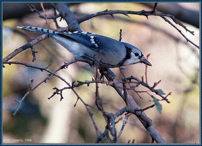 CassinoPhoto-Nov j05-Blue Jay-perching on tree.jpg