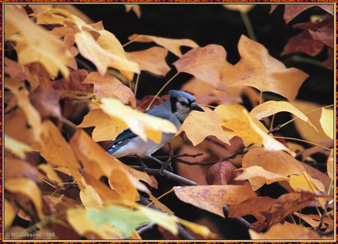 CassinoPhoto-Nov j08-Blue Jay-perching on tree.jpg