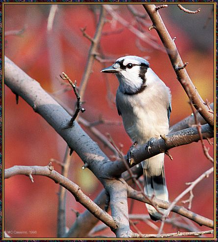 CassinoPhoto-Nov j10-Blue Jay-perching on tree.jpg