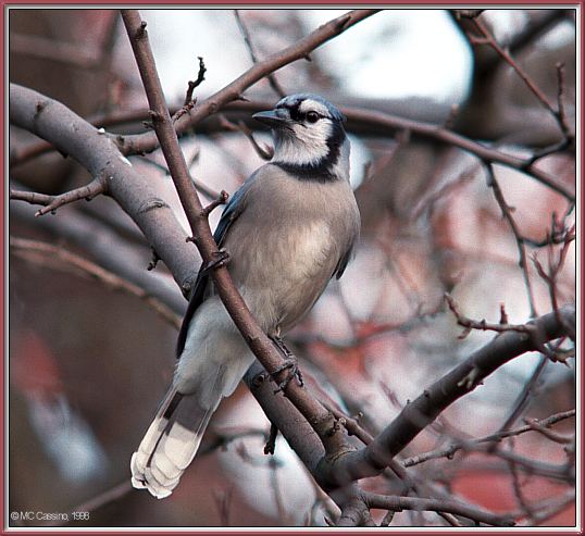 CassinoPhoto-Nov j11-Blue Jay-perching on tree.jpg