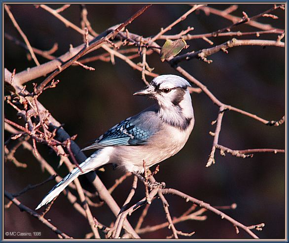 CassinoPhoto-Nov j12-Blue Jay-perching on tree.jpg