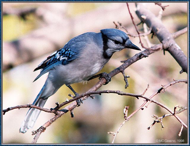 CassinoPhoto-Nov j13-Blue Jay-perching on tree.jpg