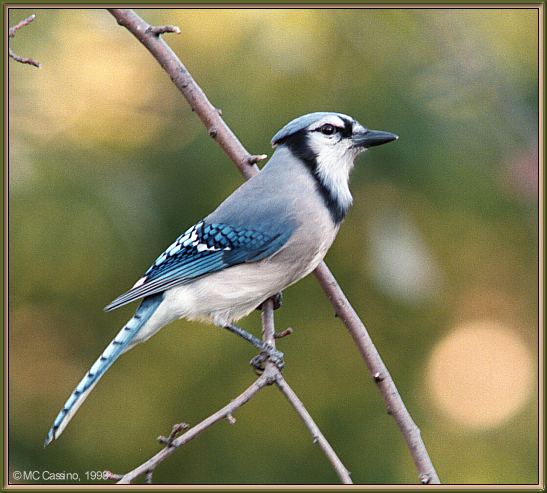 CassinoPhoto-Nov j14-Blue Jay-perching on tree.jpg