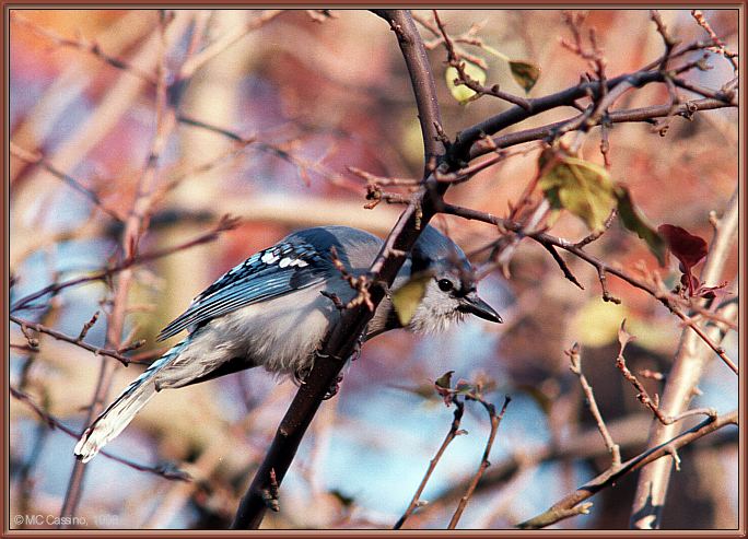 CassinoPhoto-Nov j15-Blue Jay-perching on tree.jpg