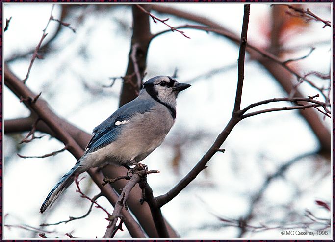 CassinoPhoto-Nov j16-Blue Jay-perching on tree.jpg