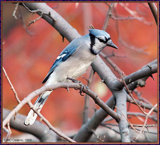 CassinoPhoto-Nov j17-Blue Jay-perching on tree.jpg