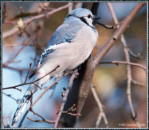 CassinoPhoto-Nov j18-Blue Jay-perching on tree.jpg