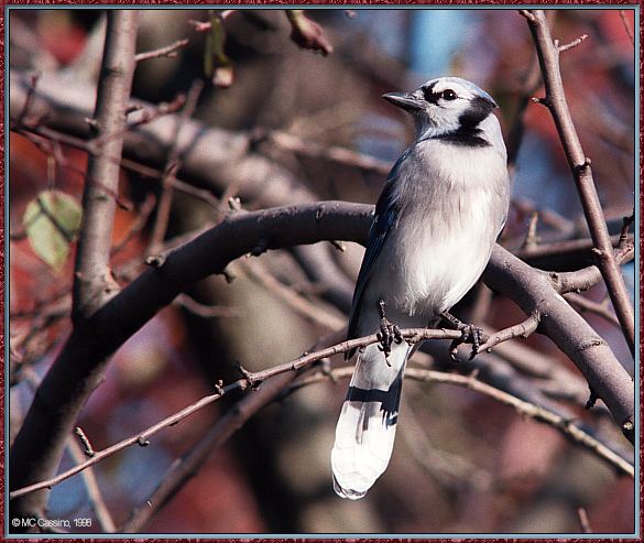 CassinoPhoto-Nov j19-Blue Jay-perching on tree.jpg