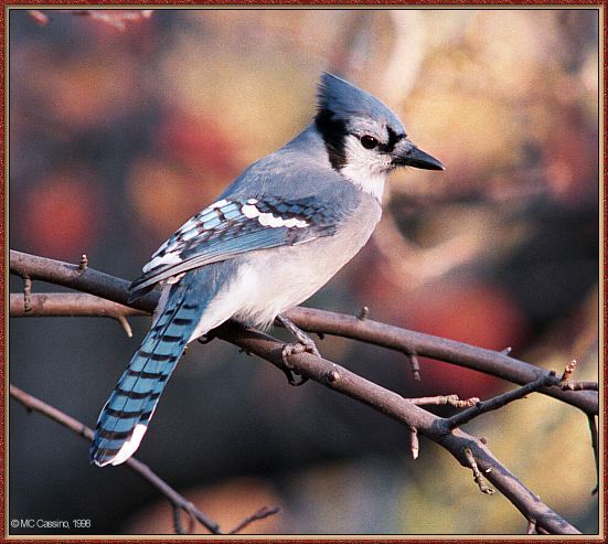 CassinoPhoto-Nov j21-Blue Jay-perching on tree.jpg