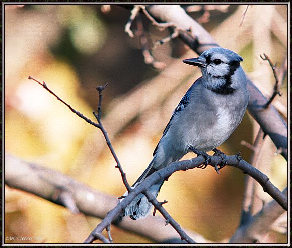 CassinoPhoto-Nov j22-Blue Jay-perching on tree.jpg
