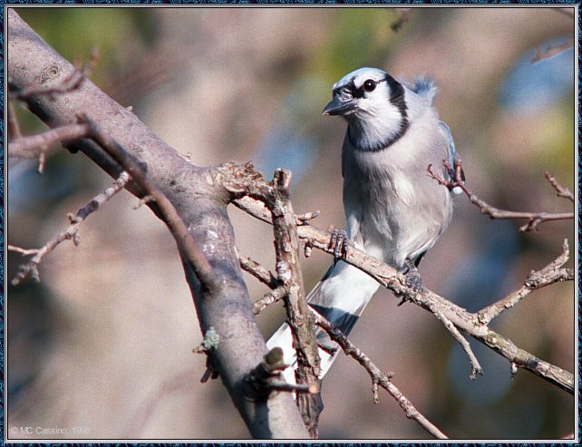 CassinoPhoto-Nov j24-Blue Jay-perching on tree.jpg