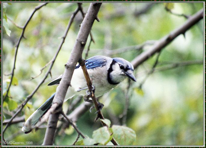 CassinoPhoto-Nov j25-Blue Jay-perching on tree.jpg