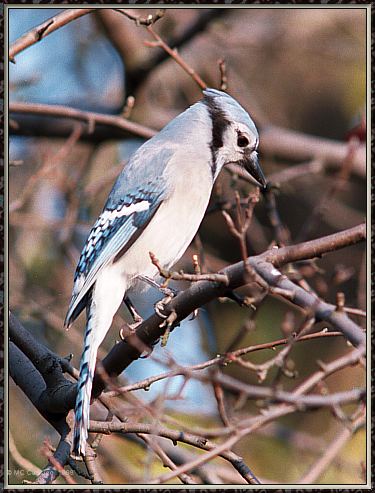 CassinoPhoto-Nov j26-Blue Jay-perching on tree.jpg