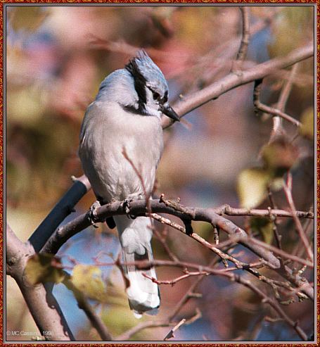 CassinoPhoto-Nov j27-Blue Jay-perching on tree.jpg
