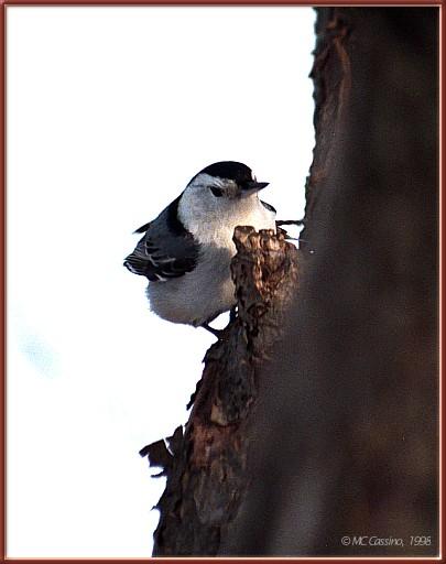 CassinoPhoto-White-breastedNuthatch01-On trunk.jpg