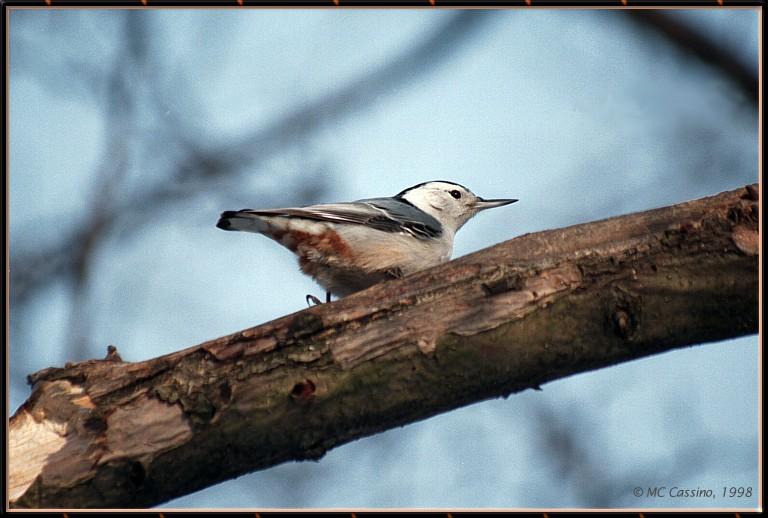 CassinoPhoto-White-breastedNuthatch02-Perching on log-RearView.jpg
