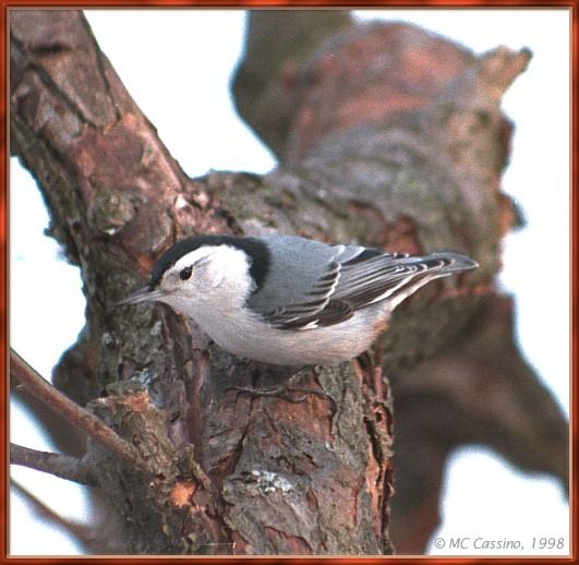 CassinoPhoto-White-breastedNuthatch03-Perching on trunk.jpg