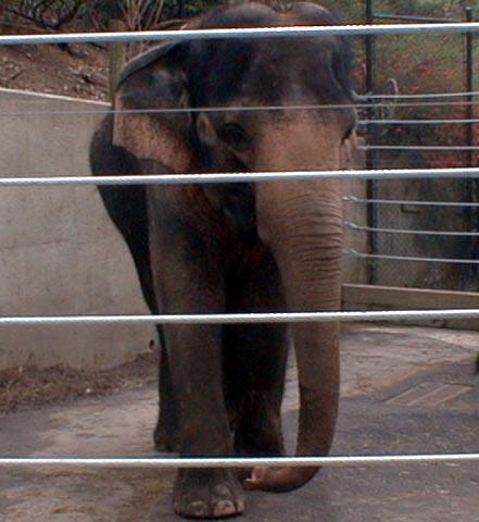 Cincinnati Zoo-Asian Elephant-young-by Lara deVries.jpg