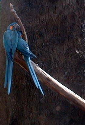 Cincinnati Zoo-Bluthroats2-Blue-throated Macaws-by Lara deVries.jpg