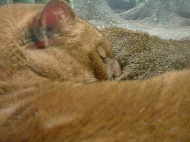 Cincinnati Zoo-Jaguarundi-sleeping-by Lara deVries.jpg