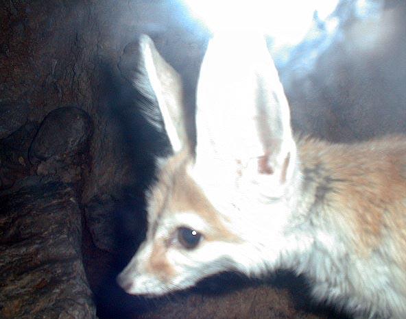 Cincinnati Zoo-KitFox-face closeup-by Lara deVries.jpg