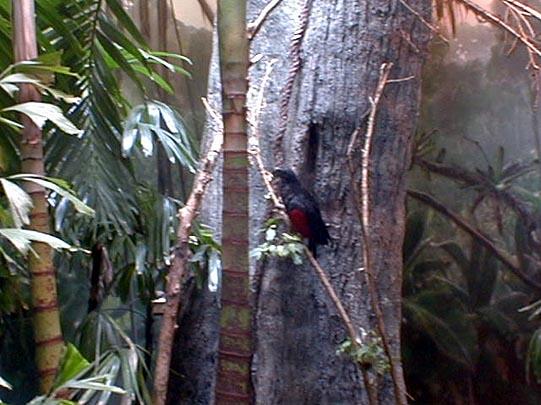 Cincinnati Zoo-Pesquets2-or-Vulturine Parrot-by Lara deVries.jpg