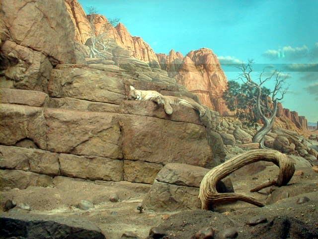 Cincinnati Zoo-Puma-resting on rock-by Lara deVries.jpg