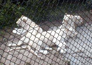 Cincinnati Zoo-WhiteLions-by Lara deVries.jpg