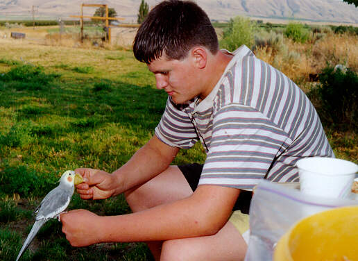 Cody01-Cockatiel-sitting on hand-feeding-by S Thomas Lewis.jpg