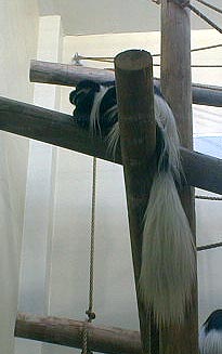 Colobus Monkey-at Toledo Zoo-by Lara deVries.jpg
