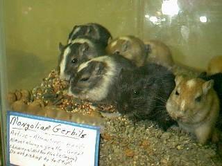 Common gerbils-by Robin Russell.jpg