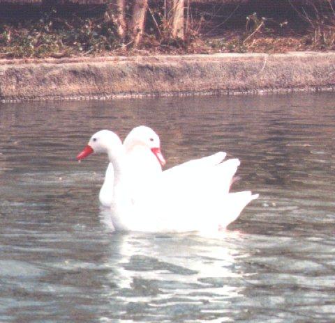 Coscoroba Swans-pair floating on water-by Dan Cowell.jpg
