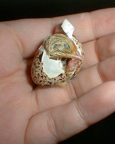 Coturnix Quail baby hatching-by Lara deVries.jpg