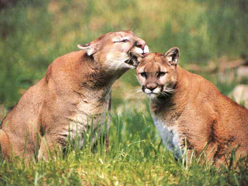 Cougars-by Trudie Waltman.jpg