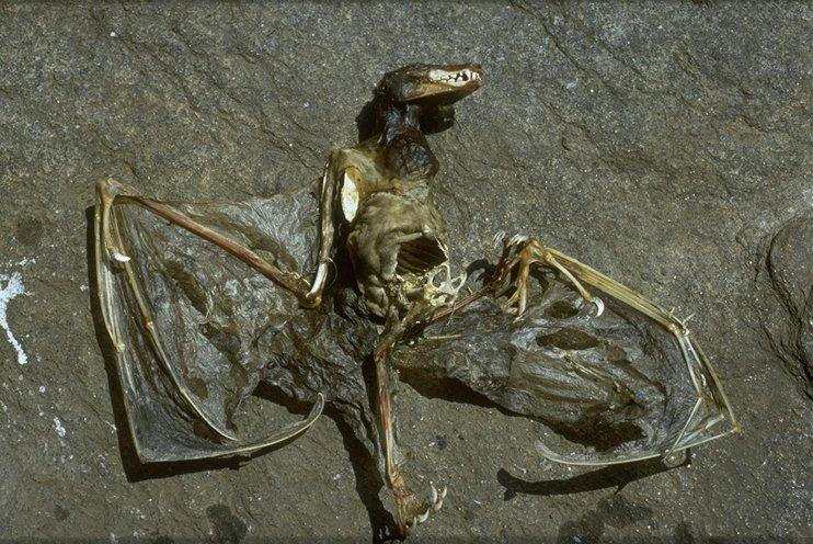 Dead fruitbat from Madagascar-by MKramer.jpg