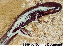 Dicamptodon ensatus01-Pacific Giant Salamander-by Dennis Desmond.jpg