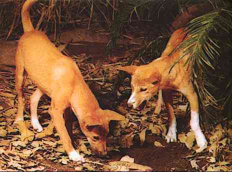 Dingo s-Australia-by Trudie Waltman.jpg