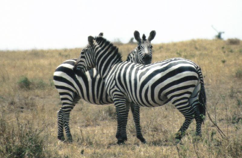 Disruptive-Plains Zebras-by Darren New.jpg