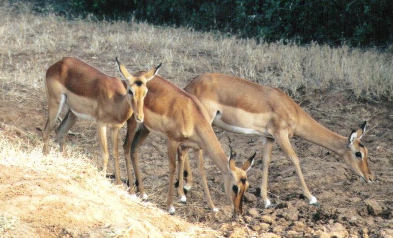 Dn-a0000-Female Impala Antelopes-by Darren New.jpg