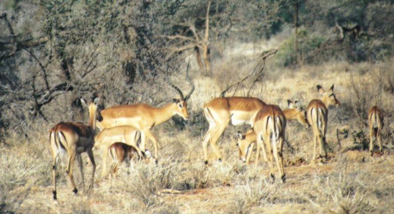 Dn-a0002-Impala Antelopes-by Darren New.jpg