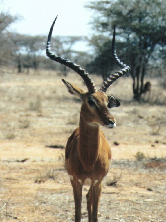 Dn-a0005-Impala Antelope-by Darren New.jpg