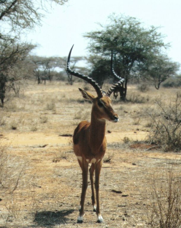 Dn-a0006-Impala Antelope-by Darren New.jpg