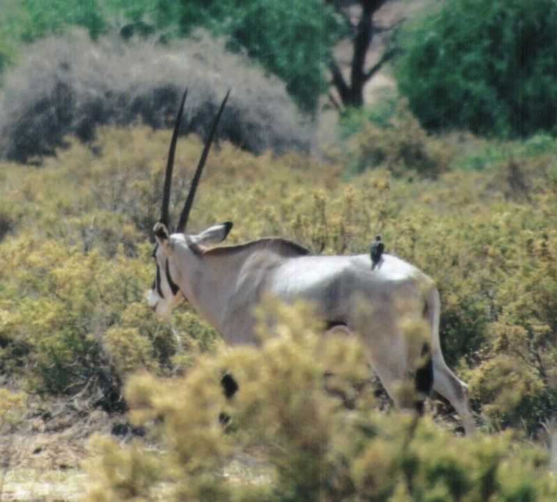 Dn-a0007-Oryx Antelope-by Darren New.jpg