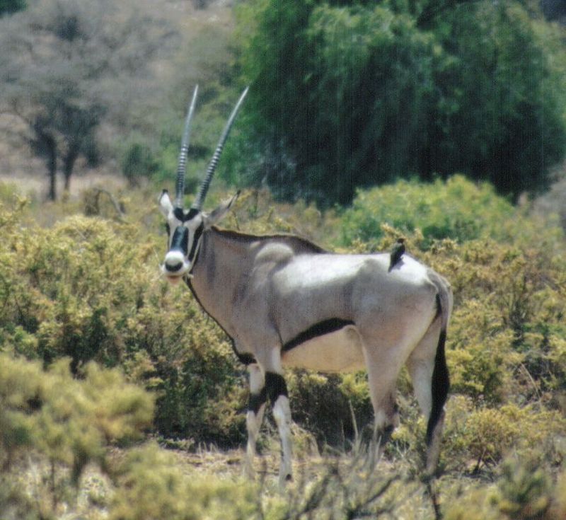 Dn-a0010-Oryx Antelope-by Darren New.jpg