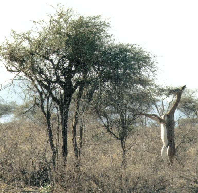 Dn-a0011-Gerenuk Antelope-by Darren New.jpg