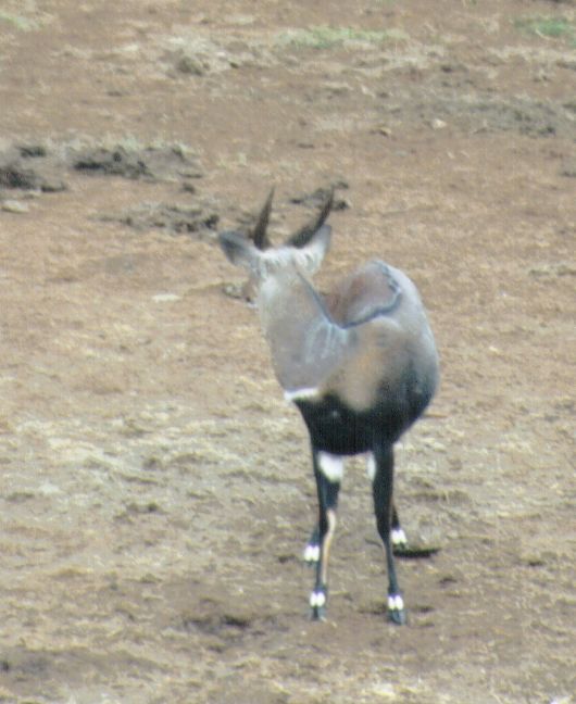 Dn-a0012-Sitatunga Antelope-by Darren New.jpg