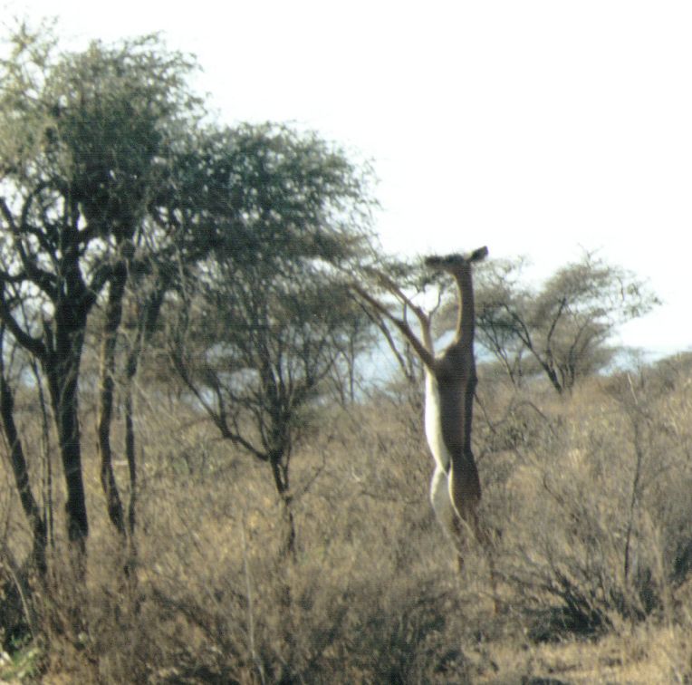 Dn-a0013-Gerenuk Antelope-by Darren New.jpg